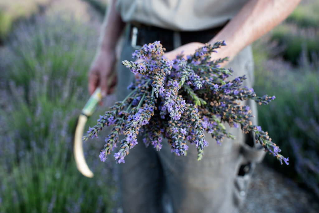 The lavender harvest.  Photo by Sergio Salvador