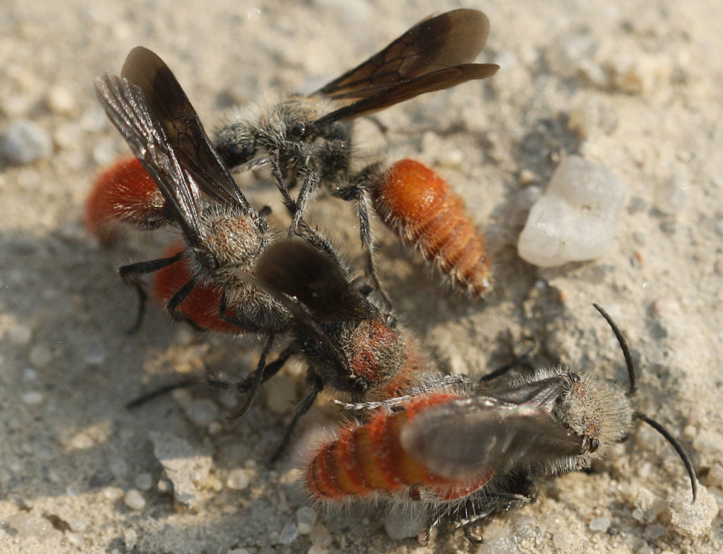 Male velvet ants competing for a female.