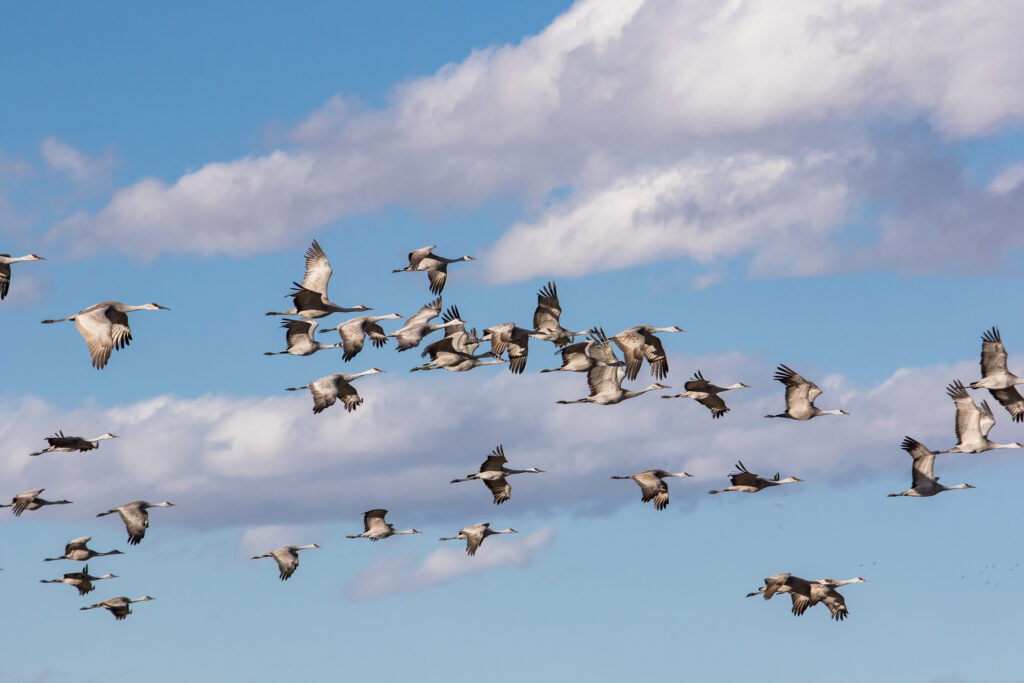 Sandhill Cranes fly overhead at the Monte Vista Wildlife Refuge – Photo by Ross Vigil
