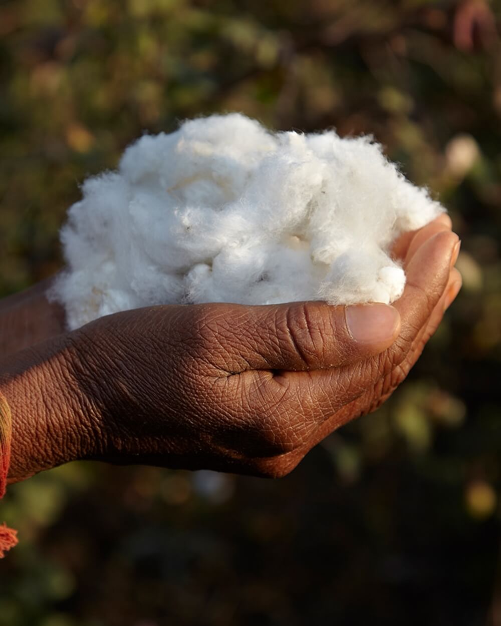 Old farmer woman carefully cradling organic cotton