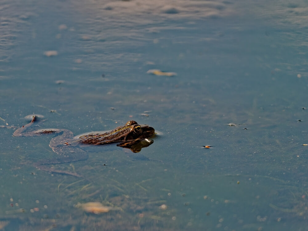 Close-up shot of a frog in polluted water, highlighting water pollution