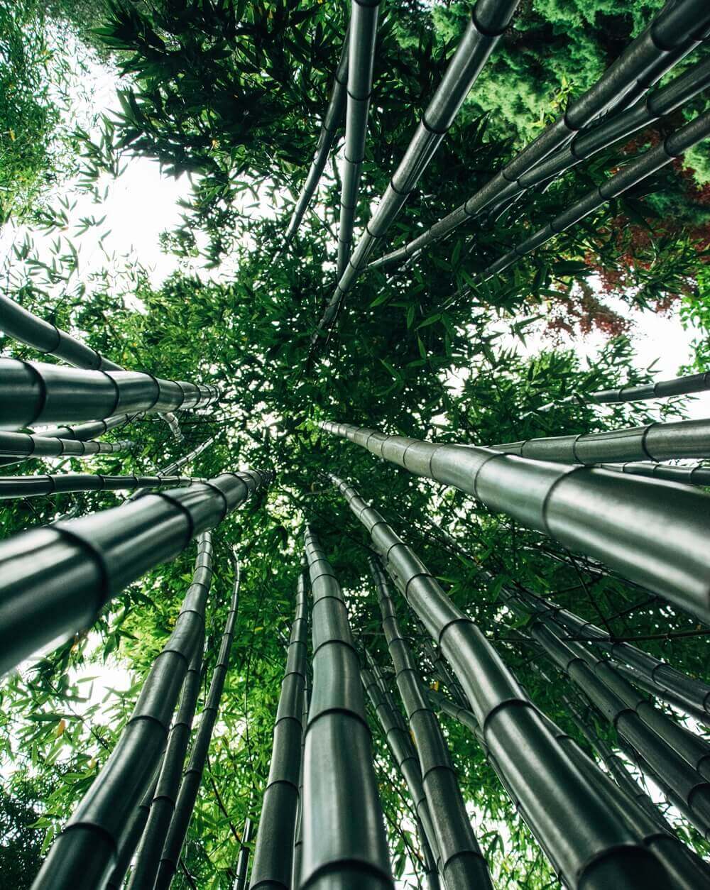 Towering bamboo stalks reach towards the sky, creating a dense green canopy