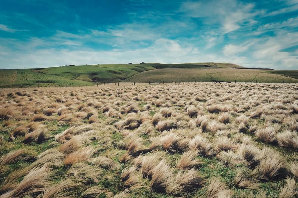 A field of tall, golden grass swaying gently in the wind. The grass reaches up to the knees and stretches towards a lush green hill in the background and the sky is clear and blue