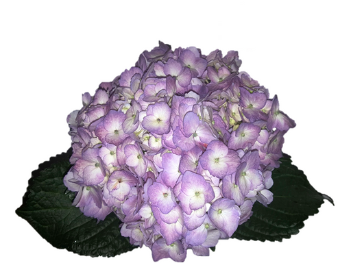 Hydrangea Elite Lavender | Flowers Stem | FREE SHIPPING