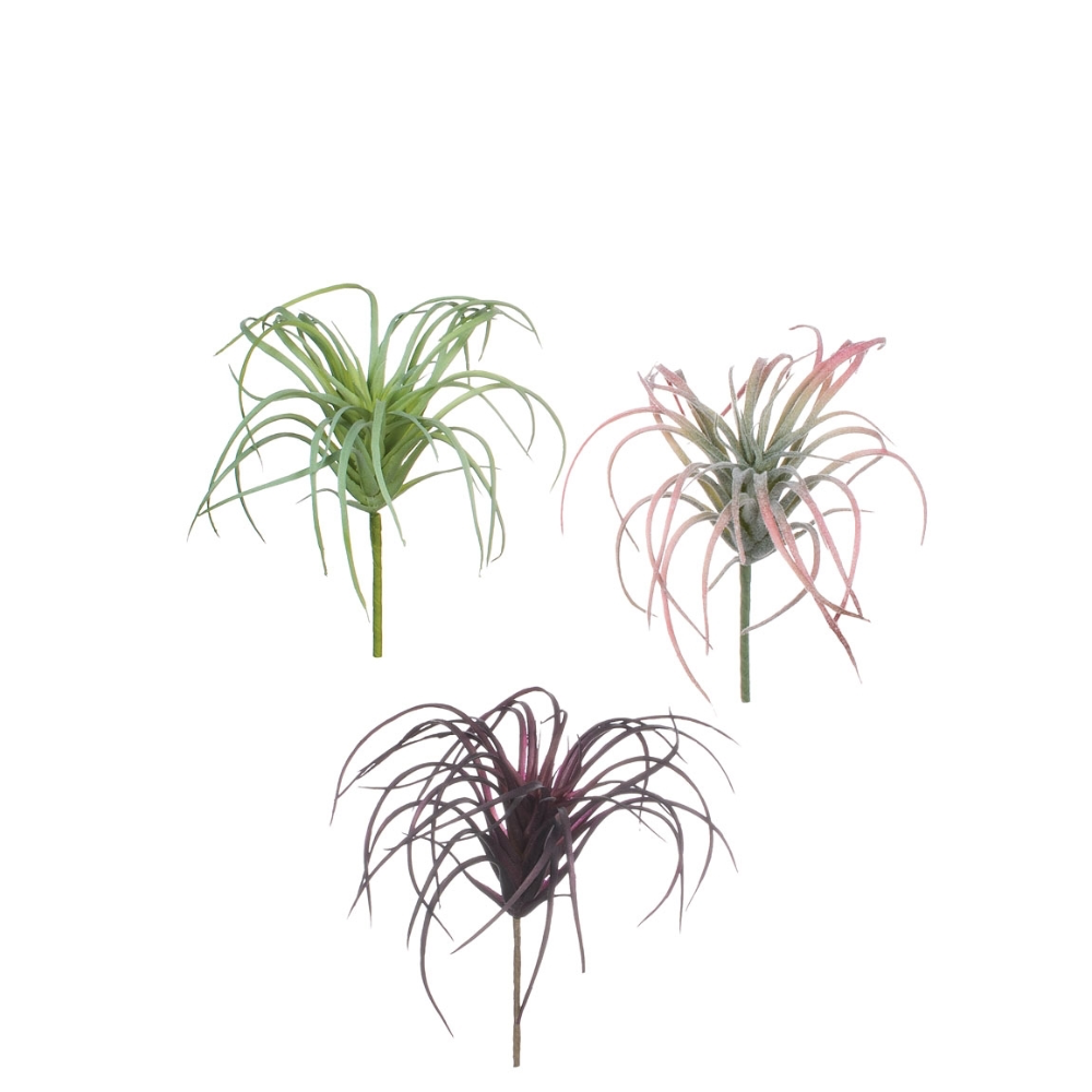 Air Plant