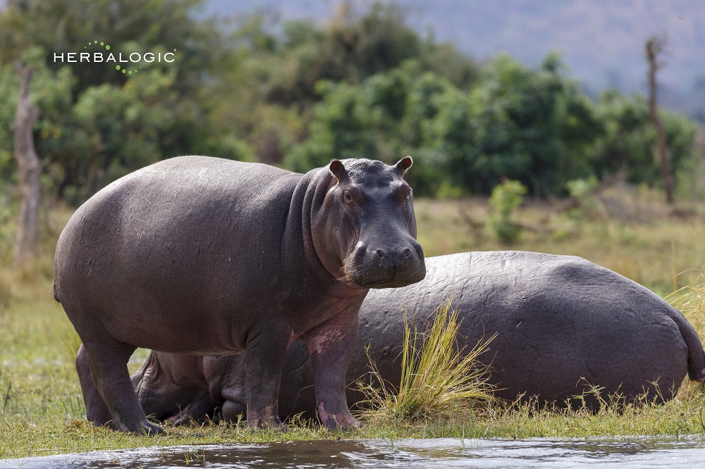 why-are-hippos-so-aggressive-herbalogic