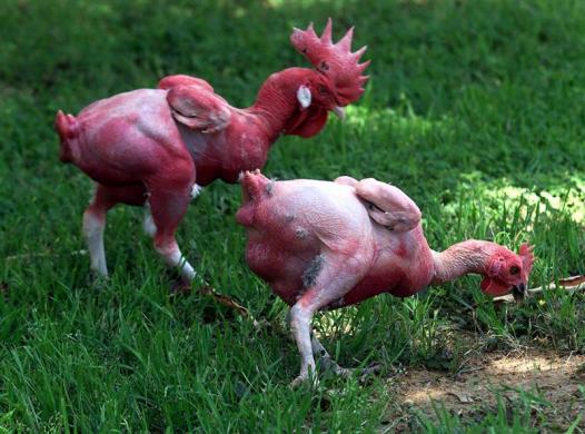 Are featherless chickens the future, or can we live without transgenic animals?