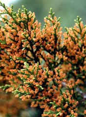 Pollen-filled buds on a mountain cedar tree.