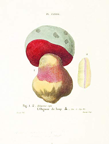 Mushroom Postcards