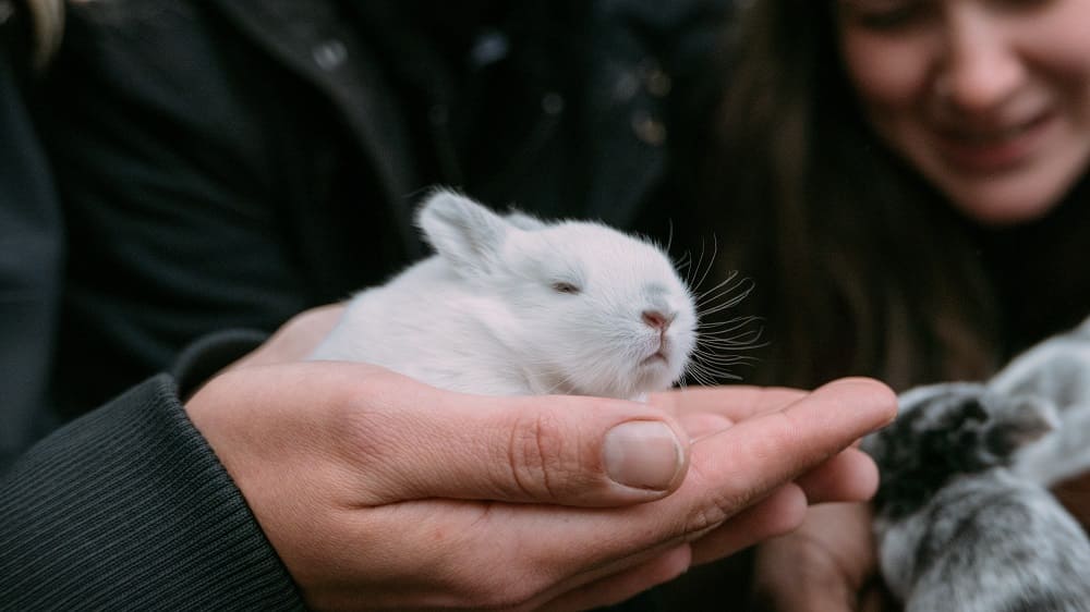 Achat d'un petit Lapin en Amoureux