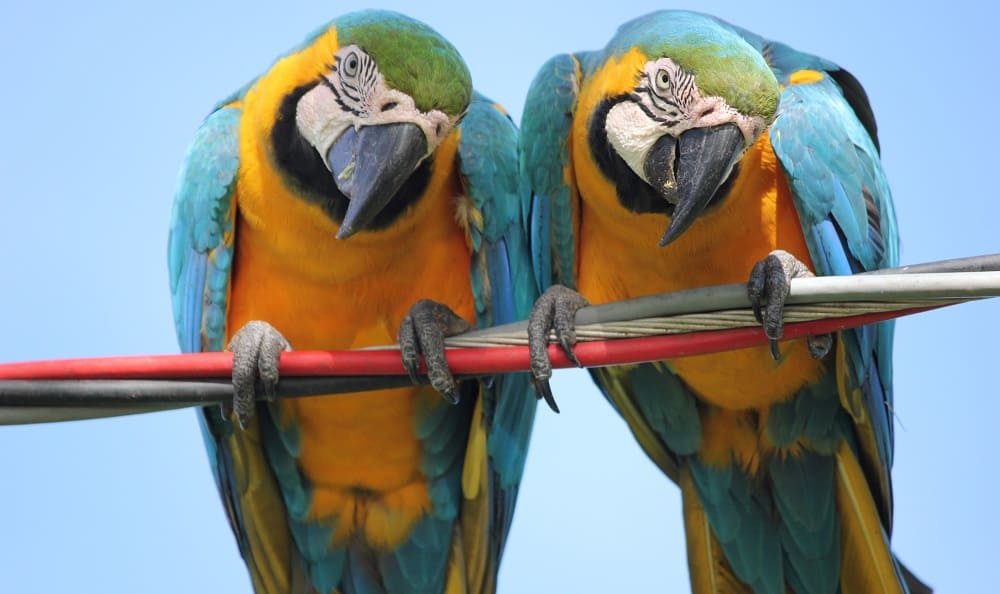 Couple de Perroquet