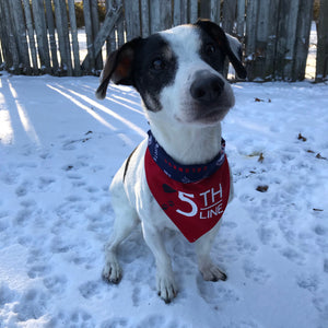 columbus blue jackets dog jersey