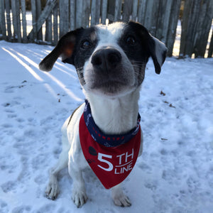 columbus blue jackets dog jersey