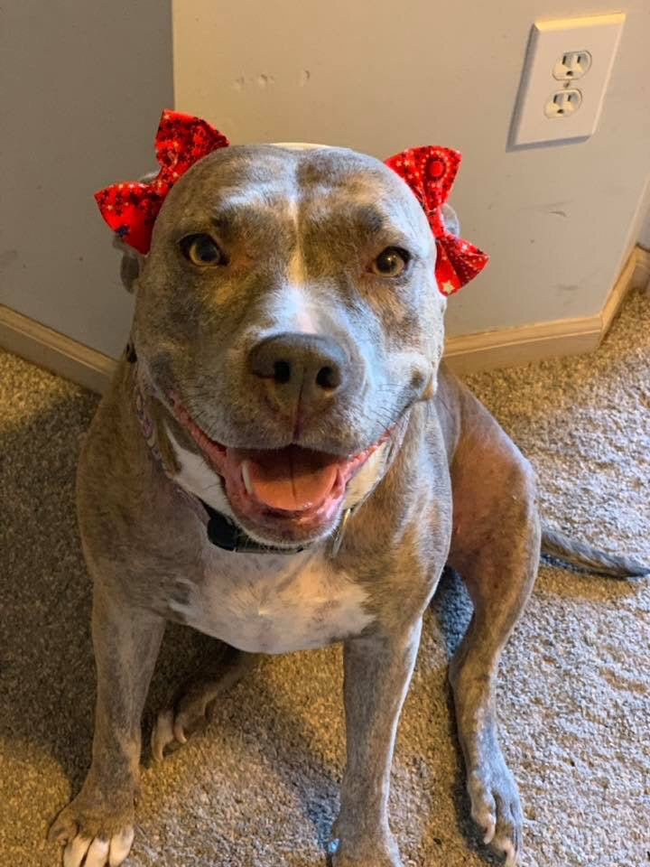 dog bows for ears