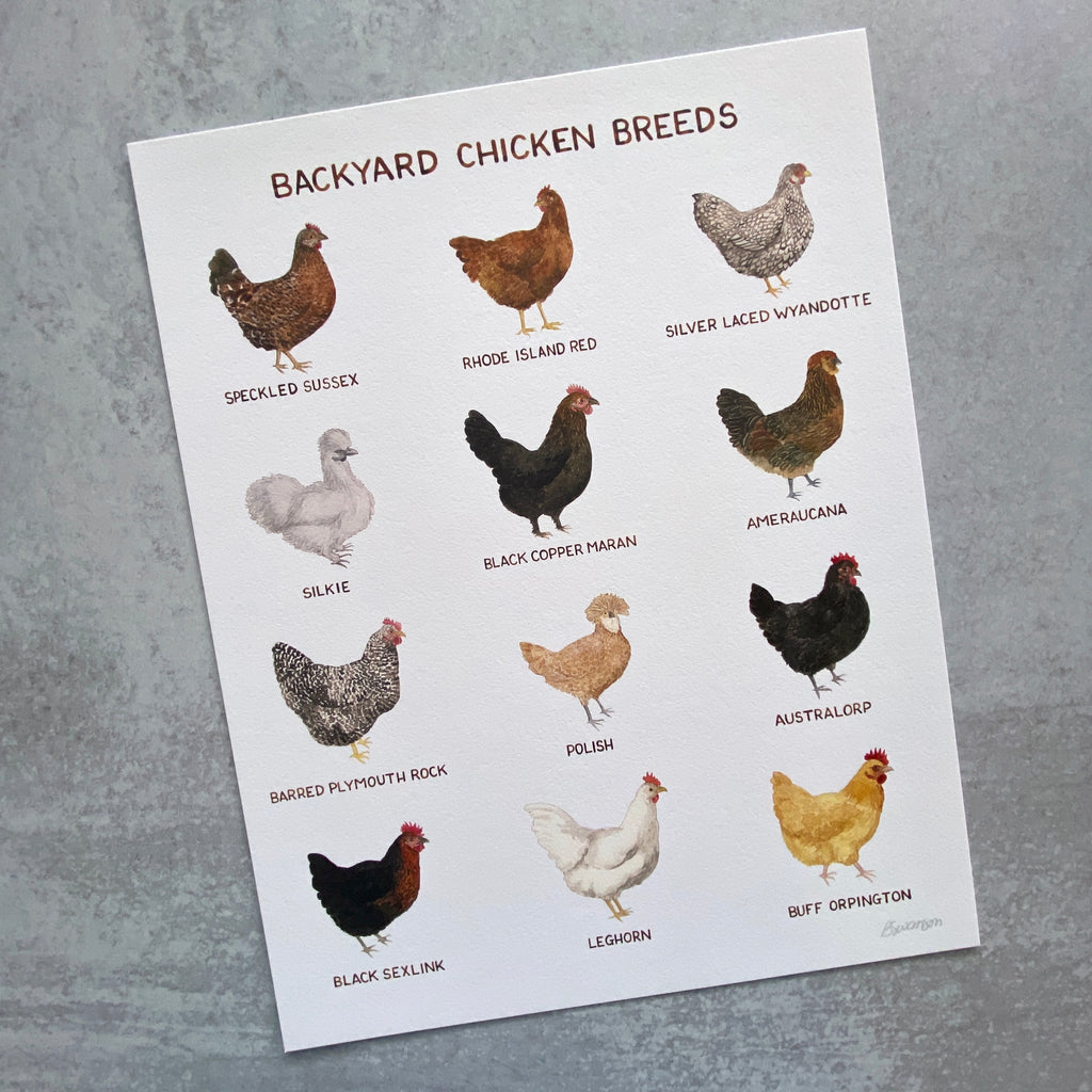 Backyard Chicken Breeds Print Taproot Magazine
