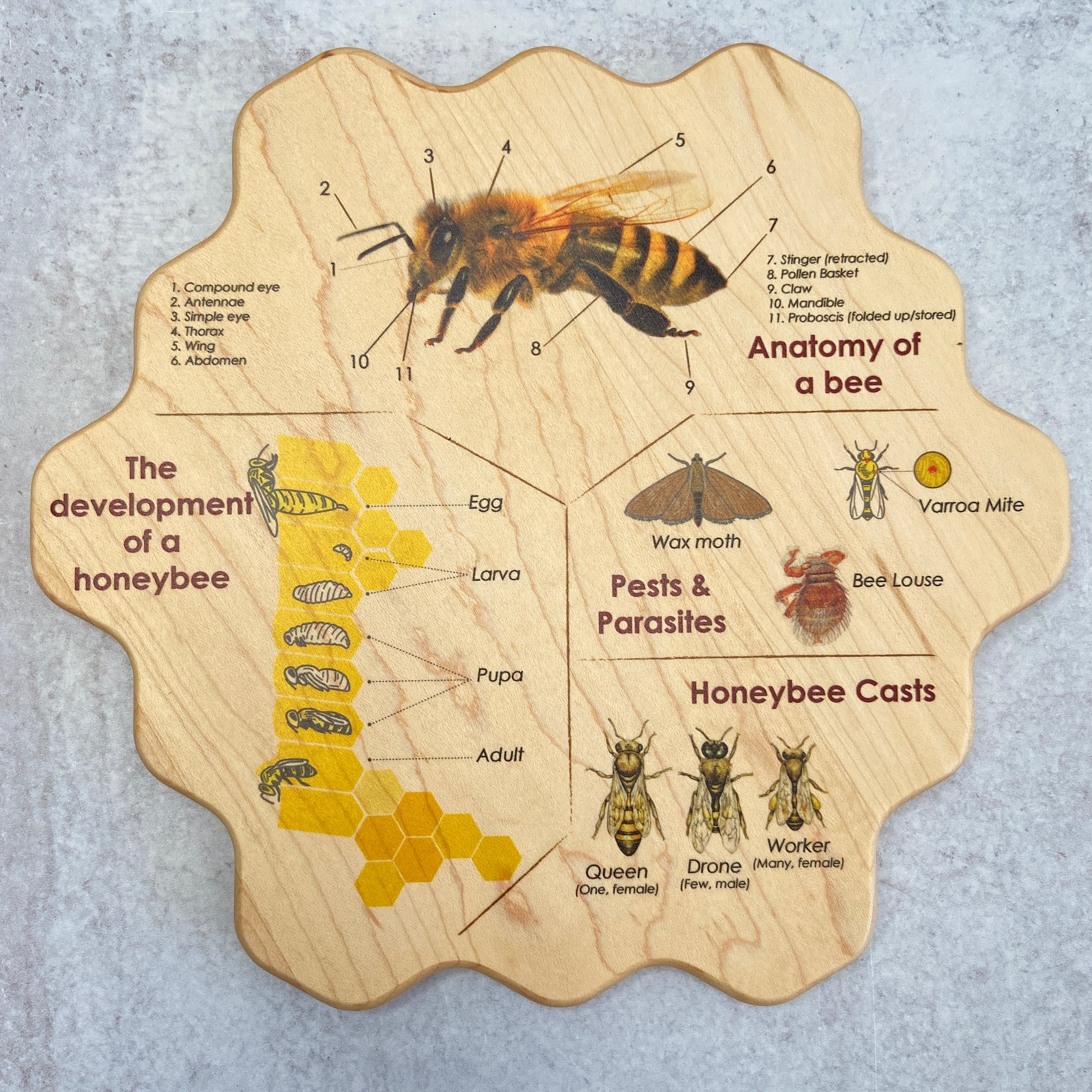 honeycomb cell crossword clue