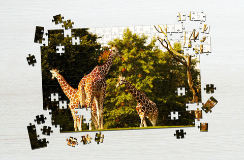 Tall giraffes wild puzzle