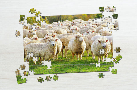 Sheeps puzzles for 4-year-olds