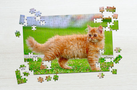 cat jigsaw puzzle: family fun for everyone