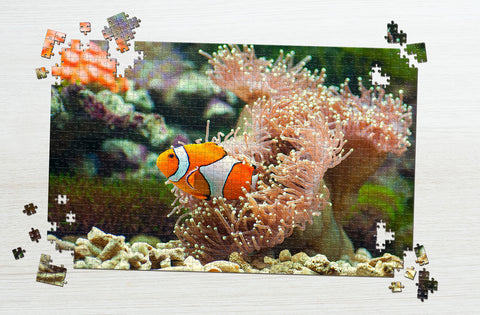 Clown fish in sea anemones puzzle