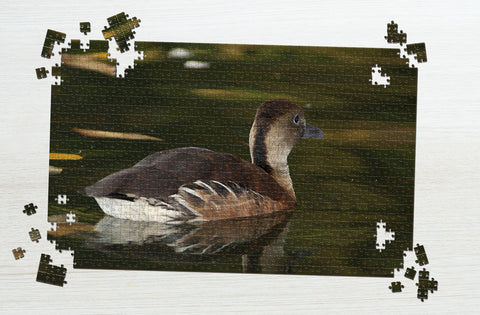 Swimming duck puzzle