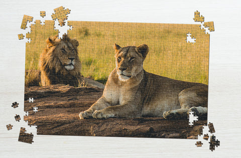 Resting lions puzzle