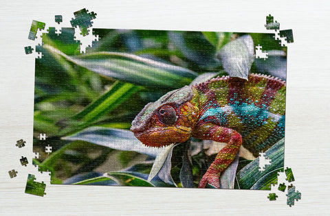 Gecko puzzle