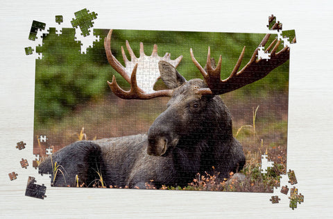 Custom Picture Puzzle Moose | MakeYourPuzzles