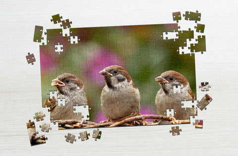 Three birds in a nest puzzle