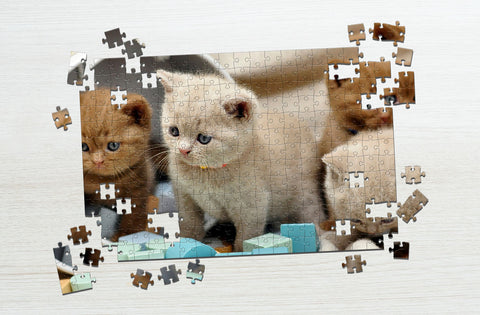 Cute cats puzzle