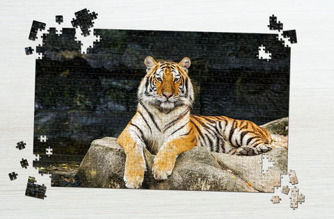 Tiger in the zoo puzzle