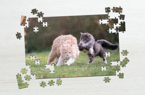 Cats playing outside puzzle
