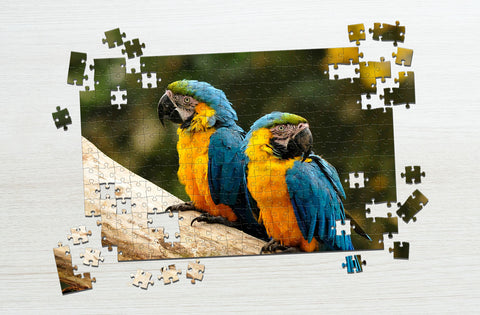 Two parrots puzzle