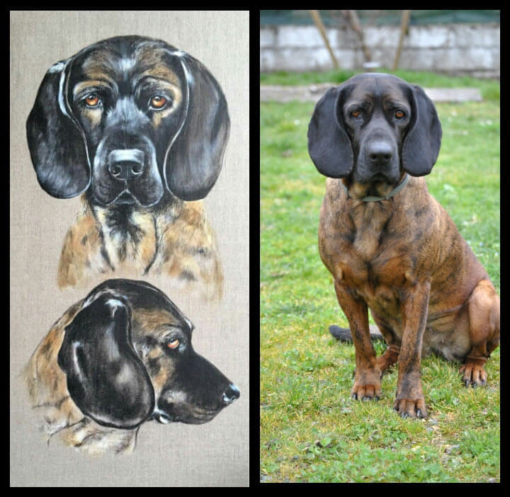commande de portrait de chien personnalisé rouge de hanovre odile laresche peintre animalier