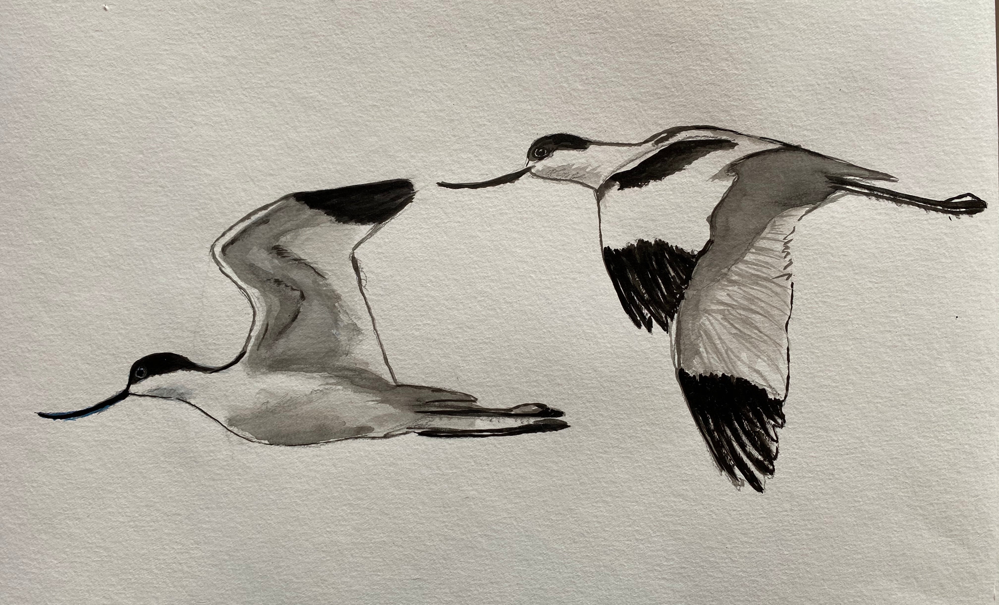 Dessin avocettes oiseau de mer encre sur papier aquarelle odile laresche peintre animalier