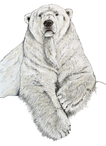 ours polaire dessin odile laresche peintre animalier sologne