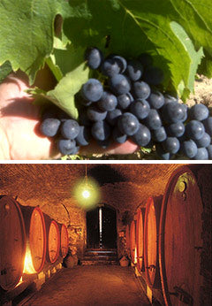  Crociani Wine, Crociani Cellar 