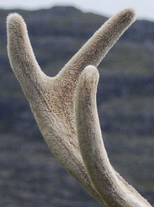 Image of antler in velvet