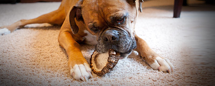 Image of Dog chewing an antler burr