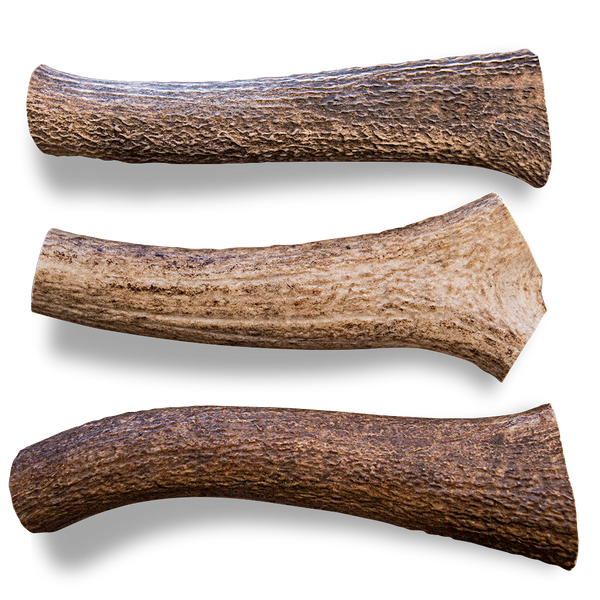 elk antlers for dogs bulk