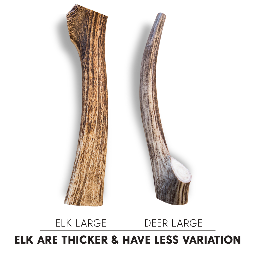 elk antlers for dogs bulk