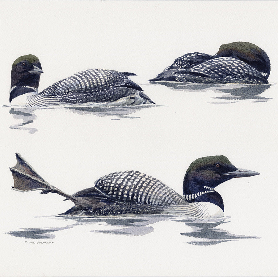 common loon painting