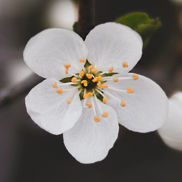 Apple blossom