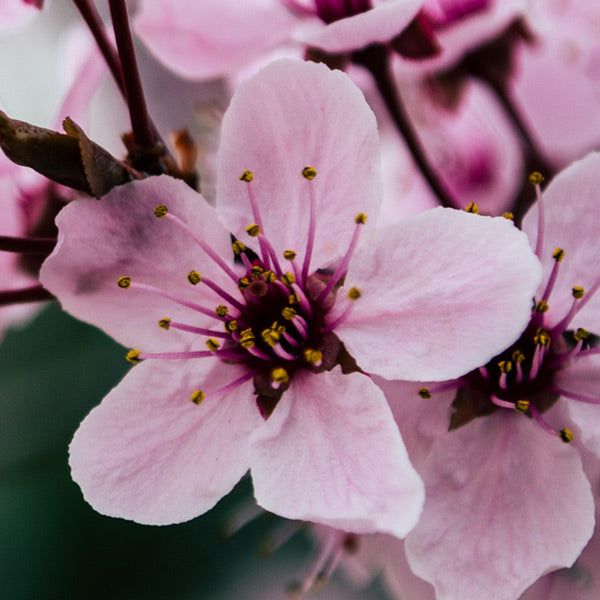 Cherry blossom