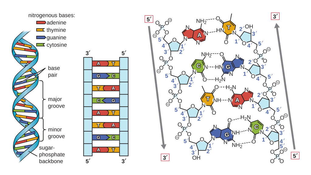 DNA structure