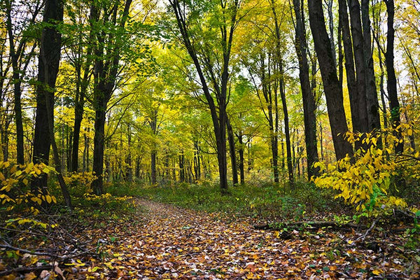 Forrest canopy