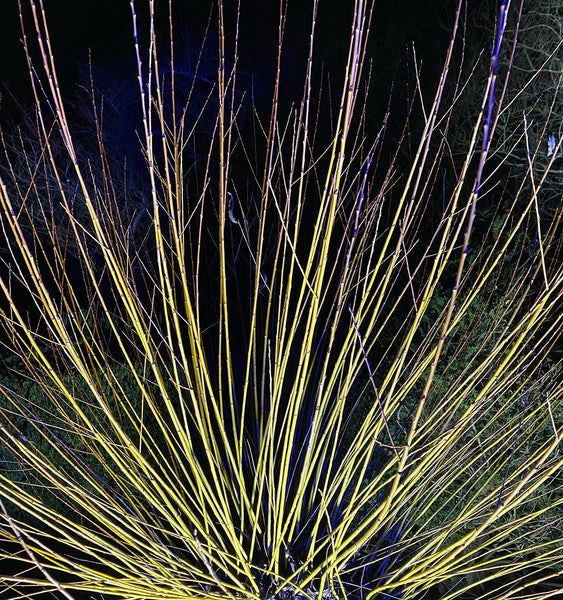 Sprouting tree branches