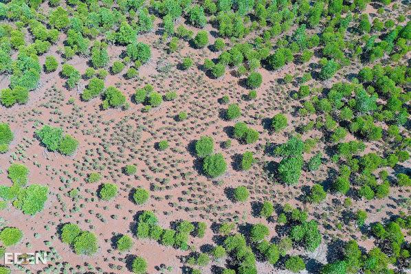 Aerial tree view Haiti