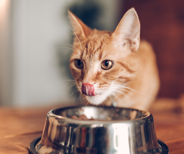 Los gatos pueden comer pollo? ¡La respuesta te sorprenderá!