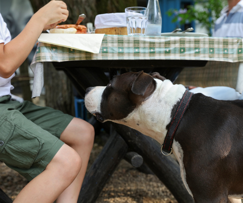 Alimentación de mascotas: ¿Es recomendable darles sobras de comida?